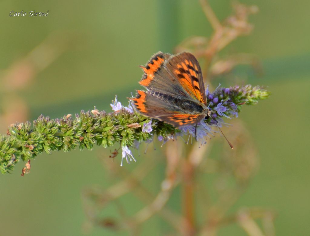 farfalla - Lycaena phlaeas